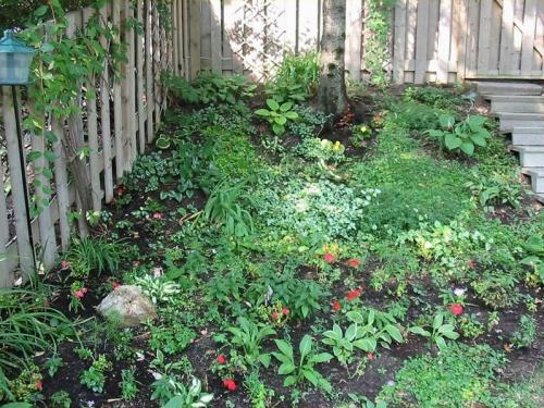 Flowers 2005 03