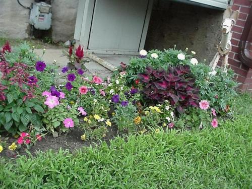 Flowers 2005 05