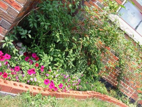 Flowers 2005 06