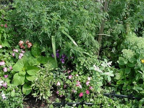 Flowers 2005 09