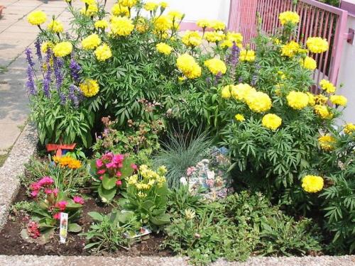 Flowers 2005 11