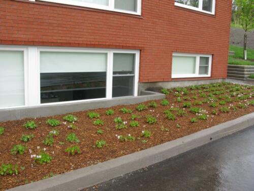 2014-06-03 flower-bed
