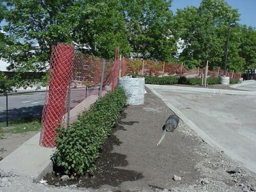 214-LandscapingEastSide-06-07-05
