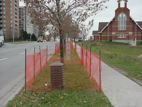 1-Protective fencing for trees looking west-11-06-03